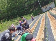 사랑요양원 고구마 심기행사